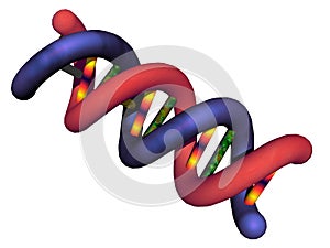 Convoluted double helix