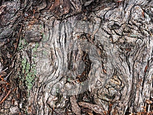 Convoluted Natural Textured Bark Pattern