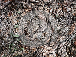 Convoluted Natural Textured Bark Pattern