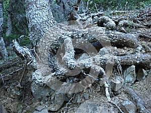 Convoluted Old Pine Tree Trunk and Roots