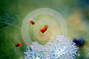 Red planaria flatworms - Convolutriloba retrogemma photo