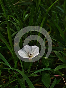 Convolvulus althaeoides and fresh green grass. Convolvulus cantabrica, common name Cantabrican morning glory or dwarf morning glor photo