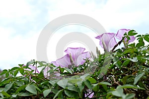 Convolvulus althaeoides trumpet flower at park