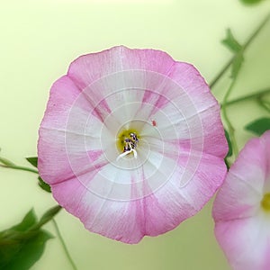 Convolvulus arvensis