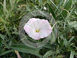 Convolvulus arvensis Beautiful white and pink flower.