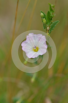 Convolvulus arvensis field bindweed
