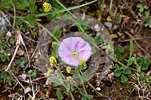 Convolvulus arvensis flower  is a kind of climbing plant.