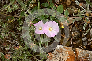 Convolvulus arvensis flower. photo