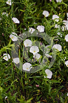 Convolvulus Arvensis Flowers On Meadow In Summertime Close Up