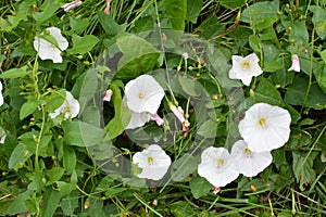 Convolvulus arvensis grows in the field