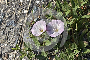 Convolvulus arvensis plant photo