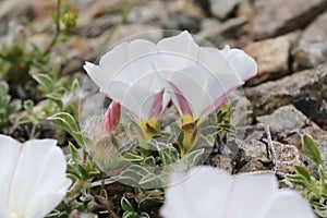 Convolvulus boissieri subsp. parnassicus - wild flower photo
