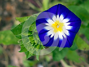 Convolvulus - bright spring garden flower, differen
