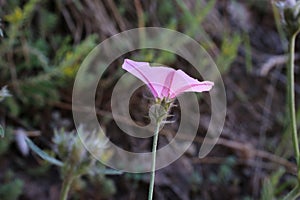 Convolvulus cantabrica - Wild plant shot in the spring photo