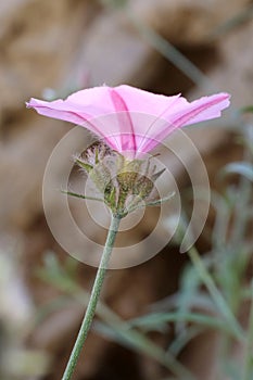 Convolvulus cantabrica - Wild plant shot in the spring photo