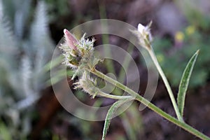 Convolvulus cantabrica - Wild plant shot in the spring photo