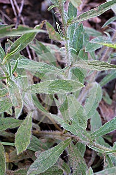 Convolvulus cantabrica - Wild plant shot in the spring photo