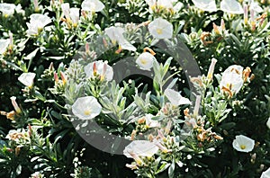 Convolvulus cneorum, also known as silverbush or shrubby bindweed photo