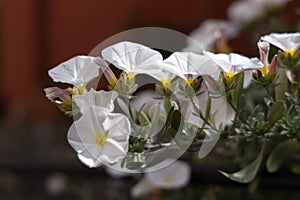 Convolvulus cneorum Shrubby Bindweed growing in Monterosso Liguria Italy