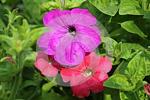 Convolvulus flowers background in garden 20529