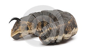 Convolvulus Hawk-moth, Agrius convolvuli