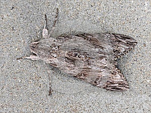 Convolvulus hawk-moth disguised against a gray concrete wall
