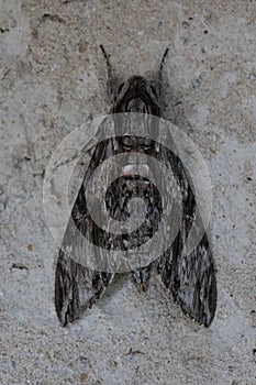 convolvulus hawk-moth hiding