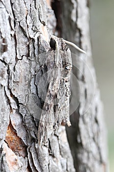 convolvulus hawk-moth hiding at the bark of a pine tree