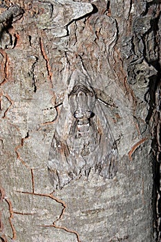 Convolvulus Hawk-moth on the pine tree bark