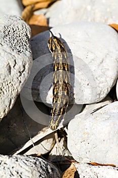 Convolvulus Hawk-moth rocks