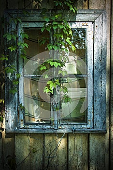 Convolvulus hide window growing on cracked aged wooden wall painted wood planks texture background backdrop