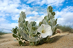 Convolvulus persicus white flower growing on the shore of the Caspian Sea.