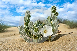 Convolvulus persicus white flower growing on the shore of the Caspian Sea.