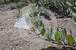 Convolvulus persicus - Wild plant shot in the summer.