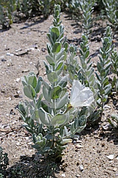 Convolvulus persicus - Wild plant shot in the summer.