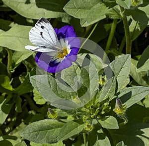 Convolvulus plant with large white butterfly perched on blue and white flower