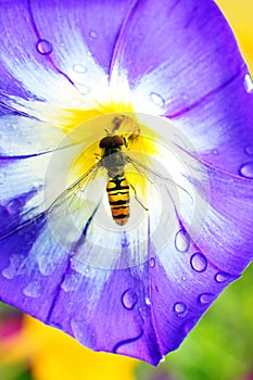 Convolvulus tricolor with a bee