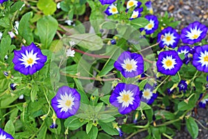 Convolvulus tricolor blossom photo