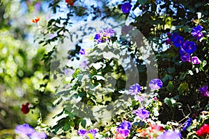 Convolvulus triculurus