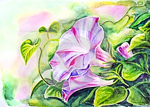 Convolvulus. Watercolor painting. photo