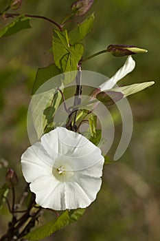 Convolvulus photo