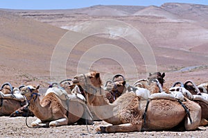 Convoy of Camels rest during a desert voyage