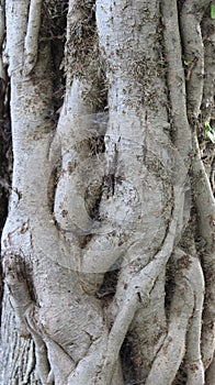 Convulsive tree trunk  `Skradinski Buk` waterfall  - Krka National Park, Lozovac, Croatia, december 2019