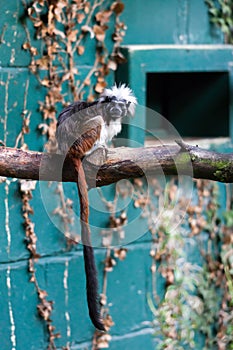 CONWY, WALES/UK - OCTOBER 8 : Cotton-top tamarin (Saguinus oedipus) in the Welsh Mountain Zoo in Conwy Wales on October 8, 2012