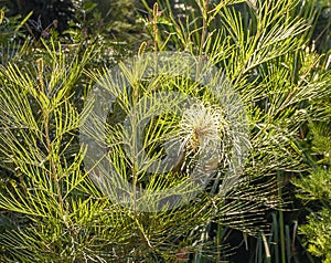 Coochin Hills Grevillea