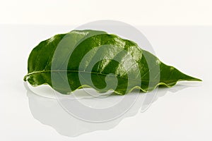 cooffe leaf closeup photo