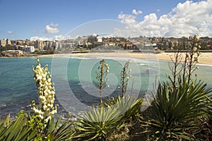 Coogee Beach with Yucca FLowers