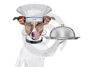 Dog cook chef