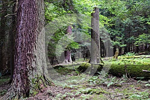 Cook Forest State Park Pennsylvania.