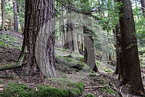 Cook Forest State Park Pennsylvania.